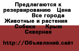 Предлагаются к резервированию › Цена ­ 16 000 - Все города Животные и растения » Собаки   . Крым,Северная